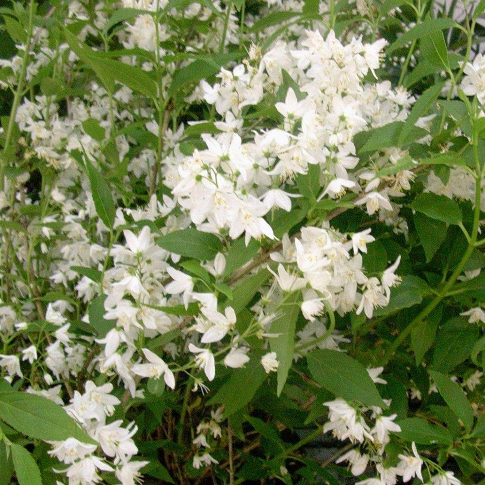 Deutzia gracilis - Image 1