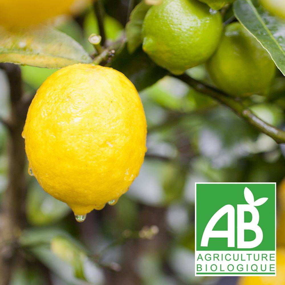 Citronnier  'Meyer' - Image 1