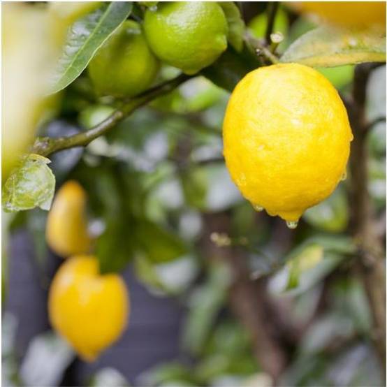 Citronnier 'Meyer' - Image 2