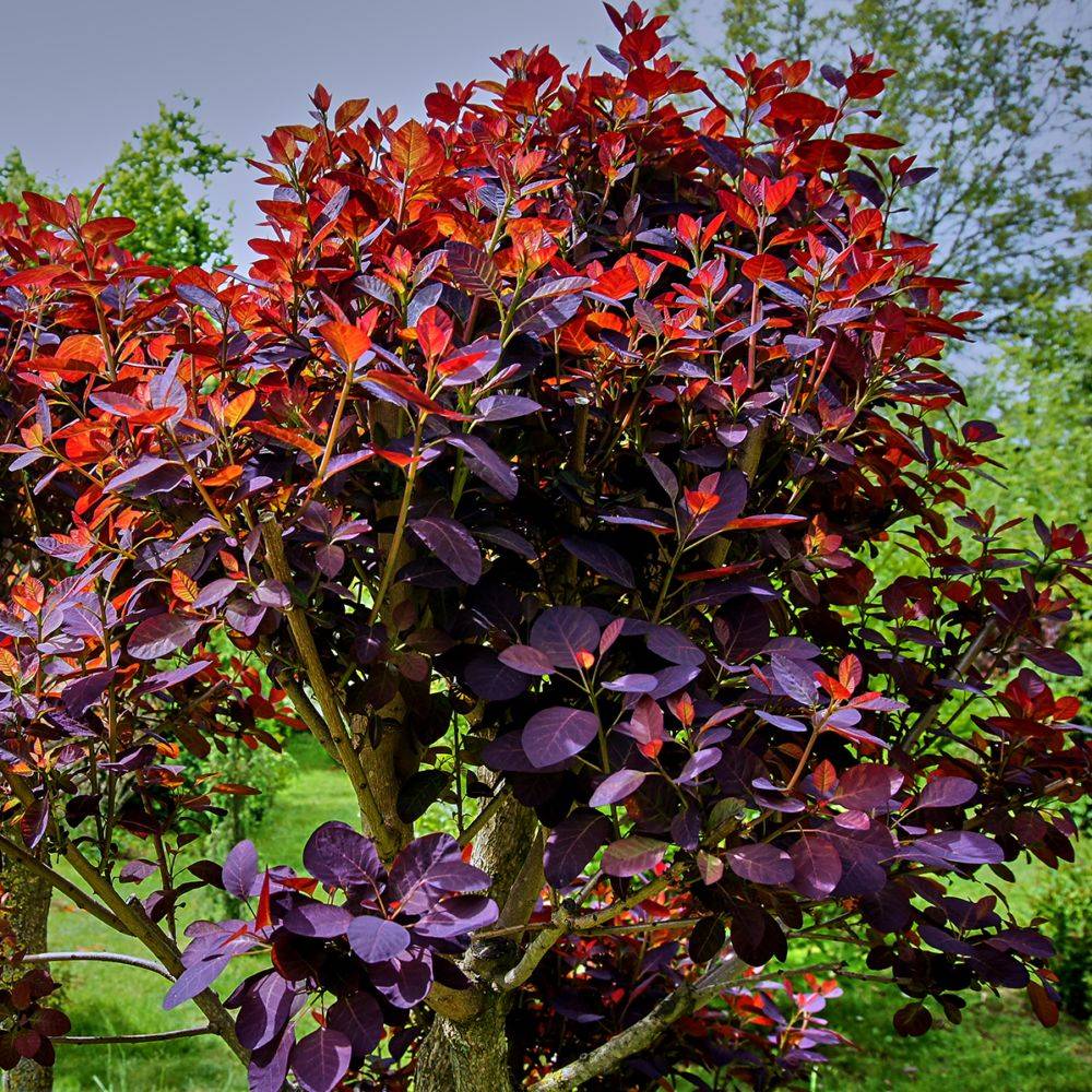 Arbre à perruques 'Royal purple'