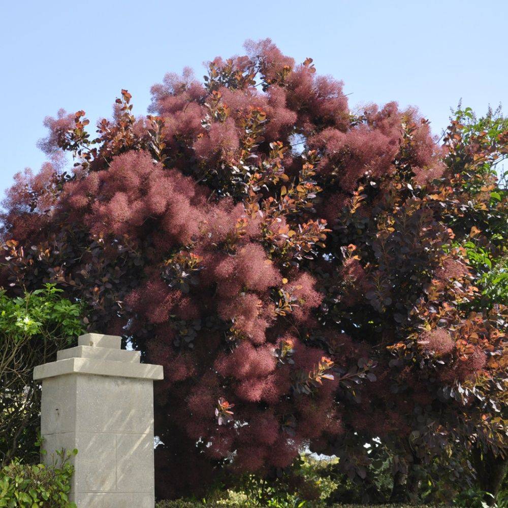 Arbre à perruques 'Royal purple' - Image 5