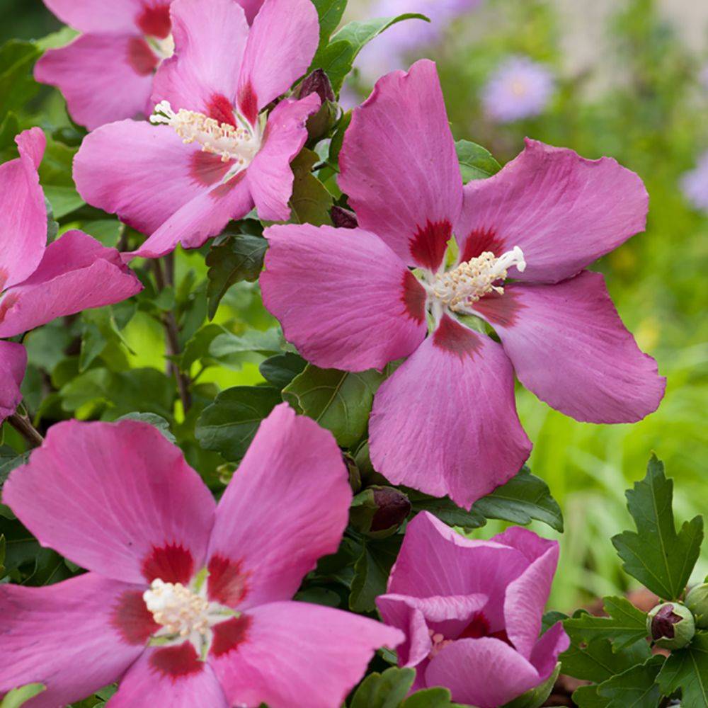 Hibiscus syriacus 'Woodbridge' - Image 1