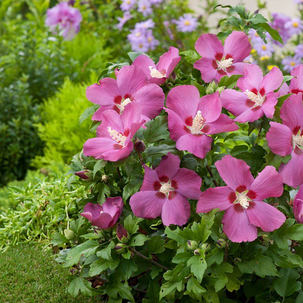 Hibiscus syriacus 'Woodbridge' - Image 2