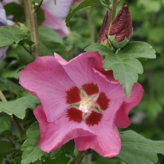 Hibiscus syriacus 'Woodbridge' - Image 3