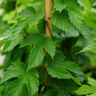 Houblon Prima Donna