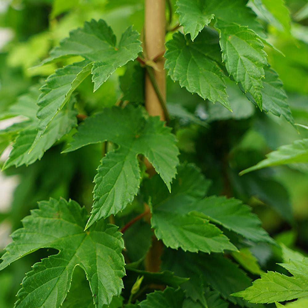 Houblon Prima Donna