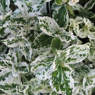 Fusain fortunei 'Harlequin'