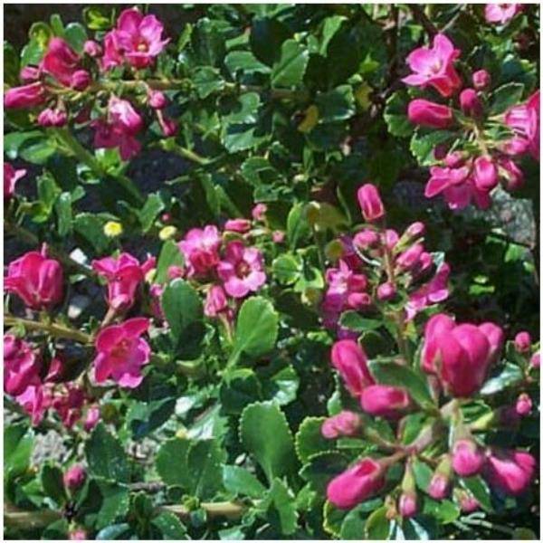 Escallonia rubra 'Macrantha'