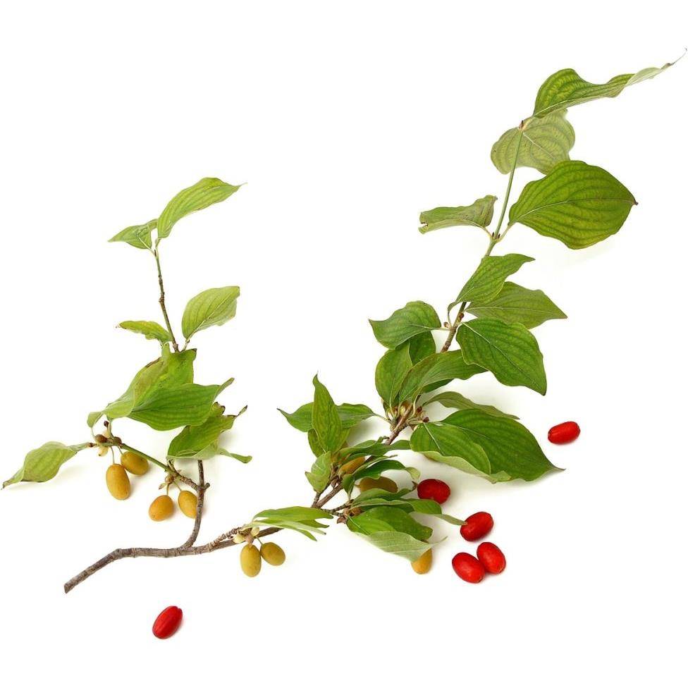 Kit de haie fruitière originale en racines nues - Image 7