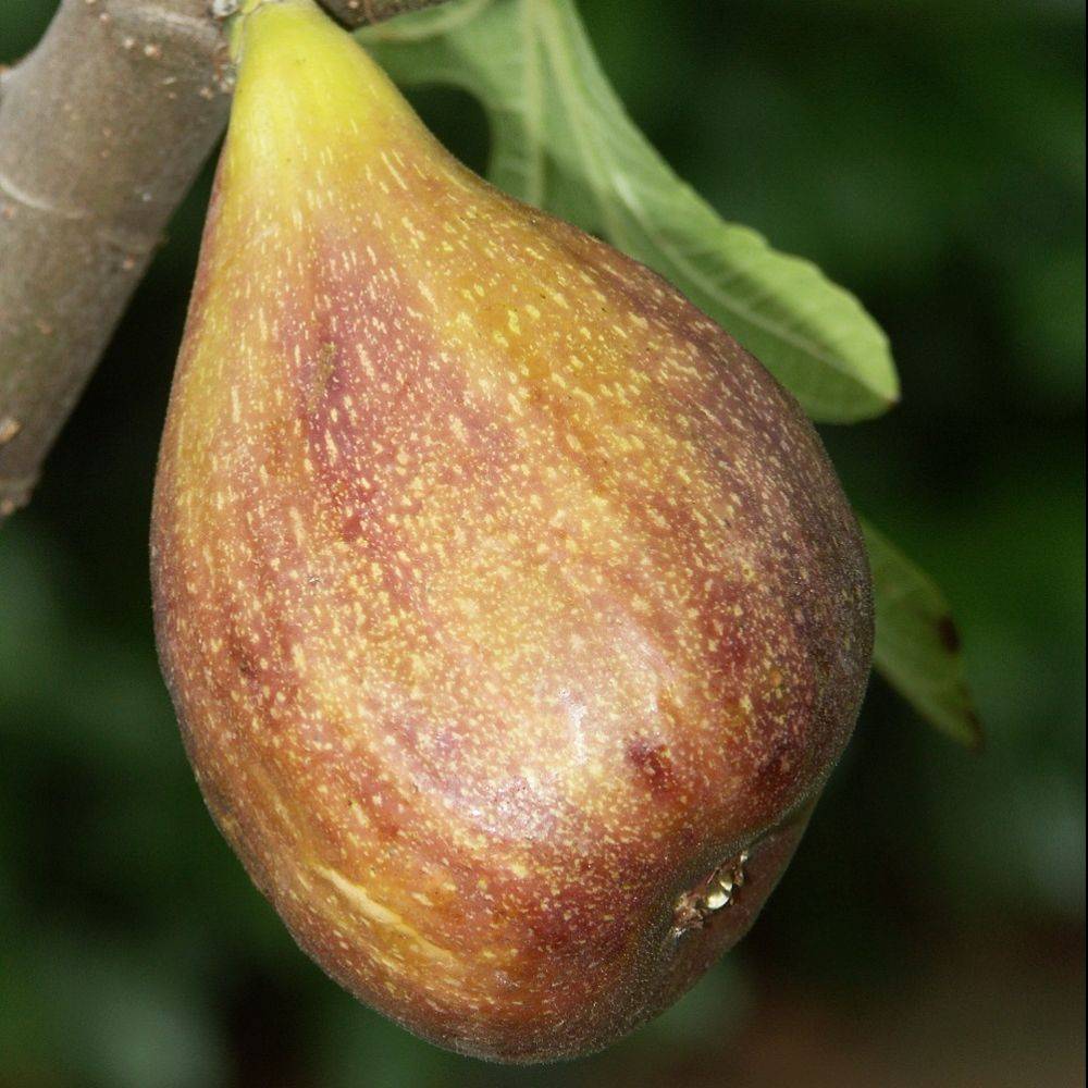 Kit de haie fruitière originale en racines nues - Image 3