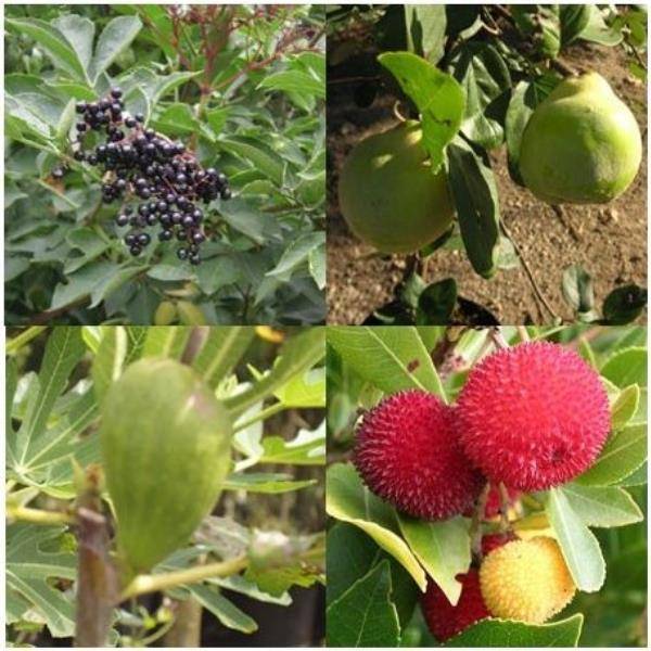 Kit de haie fruitière originale en racines nues - Image 10