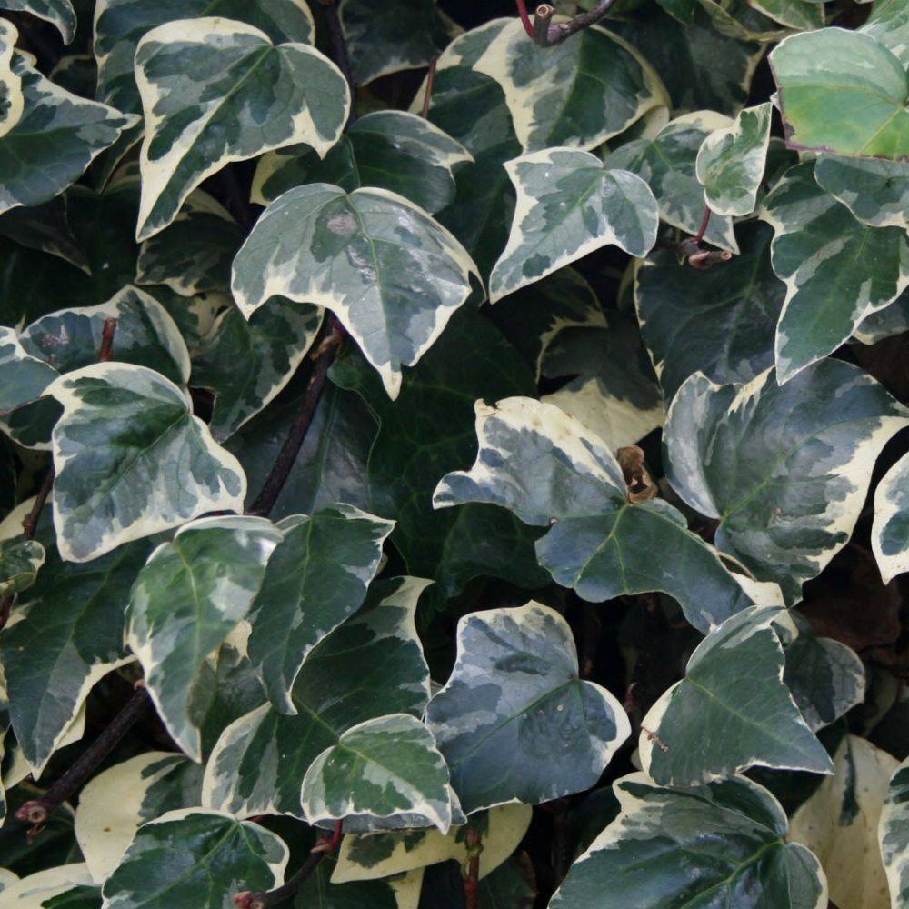 Lierre 'Gloire de Marengo'