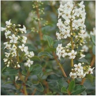 Escallonia 'Iveyi'