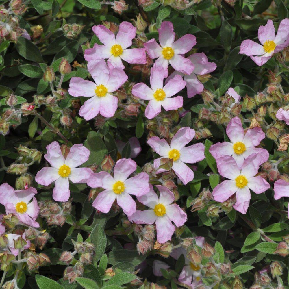 Ciste parviflorus - Image 2