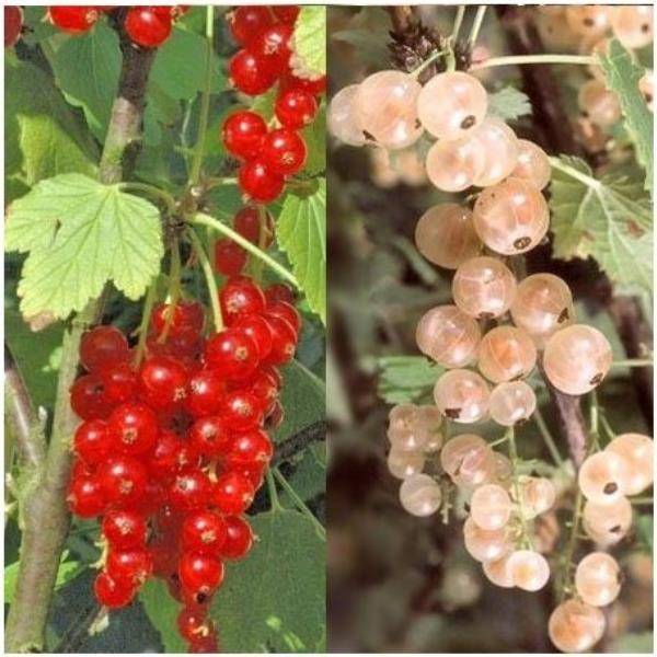 Haie de petits fruits spécial confitures