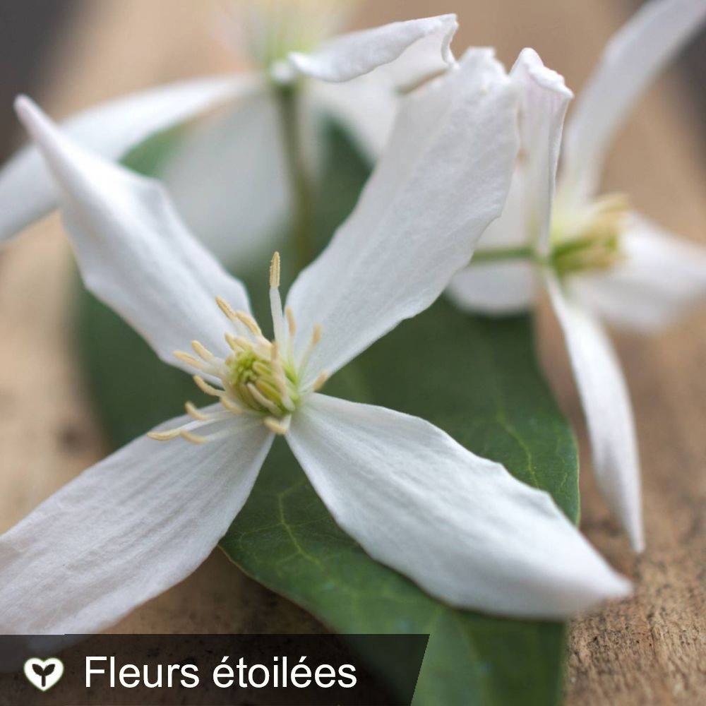 Clématite armandii 'Enham Star' - Image 3