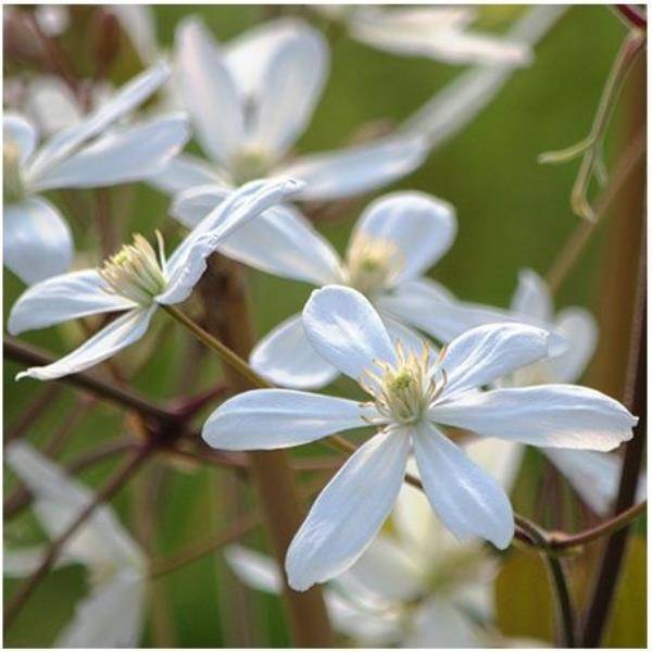 Clématite armandii 'Enham Star' - Image 2