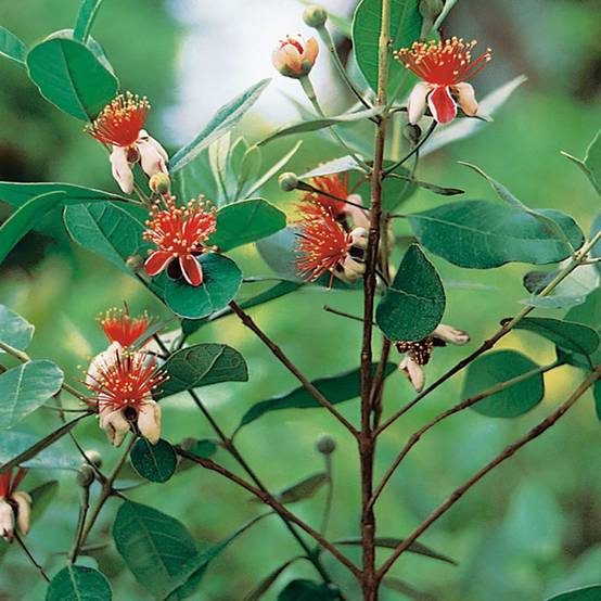 Goyavier du Brésil - Feijoa sellowiana - Image 7