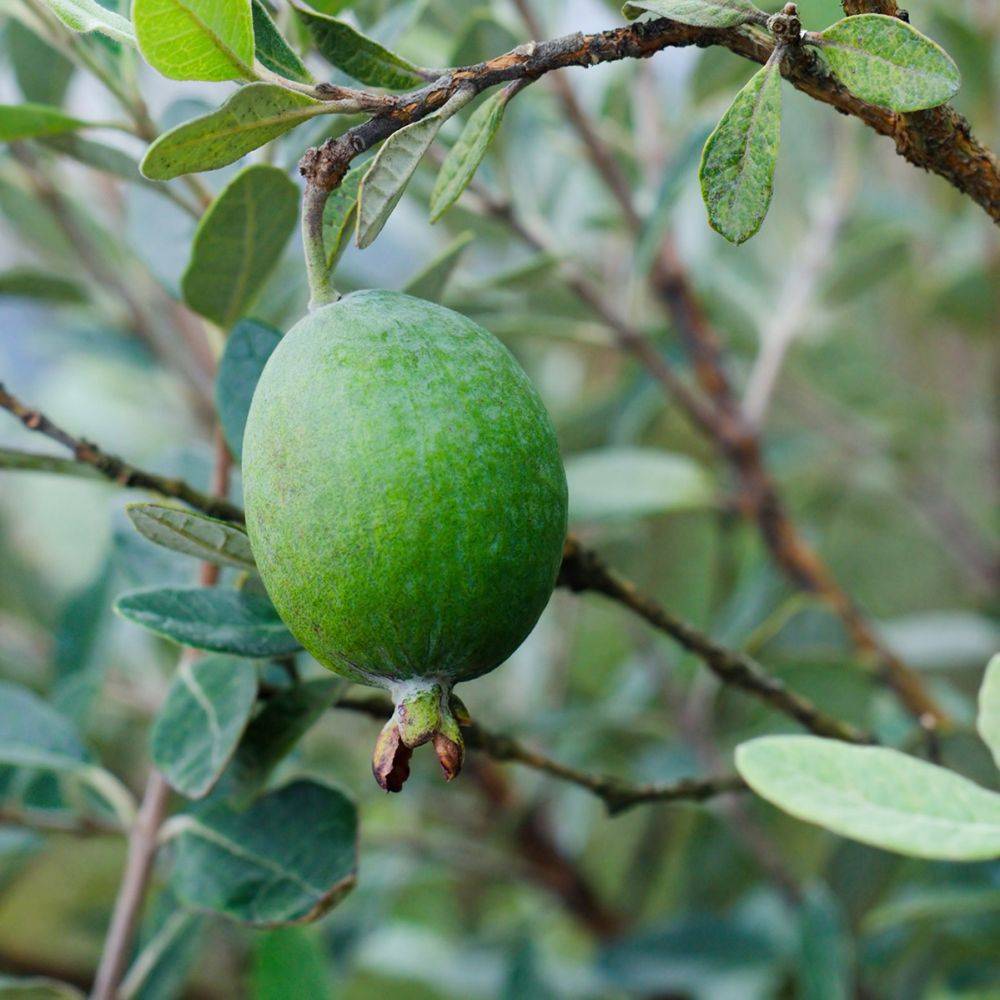 Goyavier du Brésil - Feijoa sellowiana - Image 3