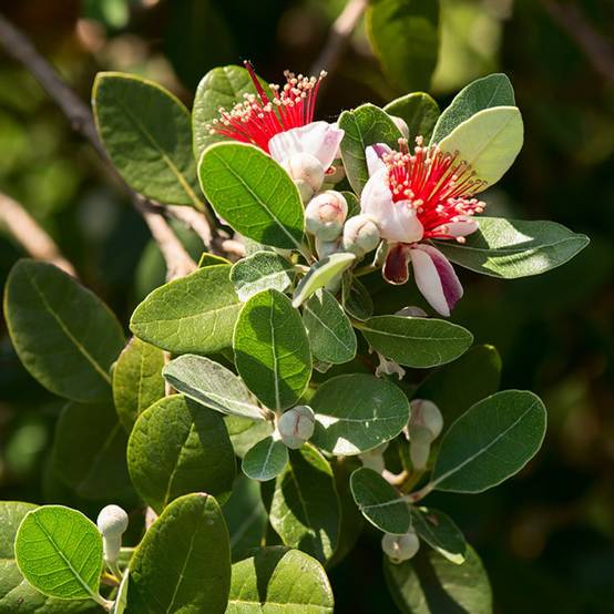 Goyavier du Brésil - Feijoa sellowiana - Image 1