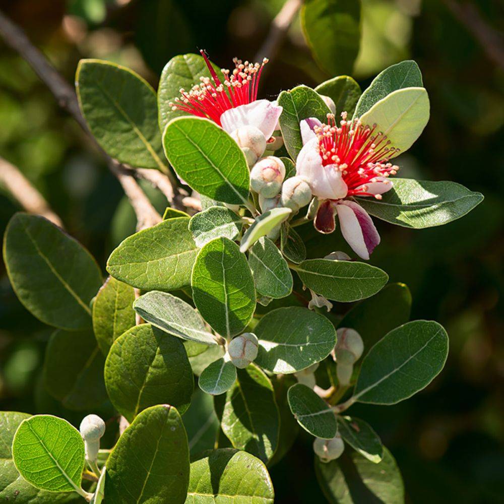 Goyavier du Brésil - Feijoa sellowiana - Image 1