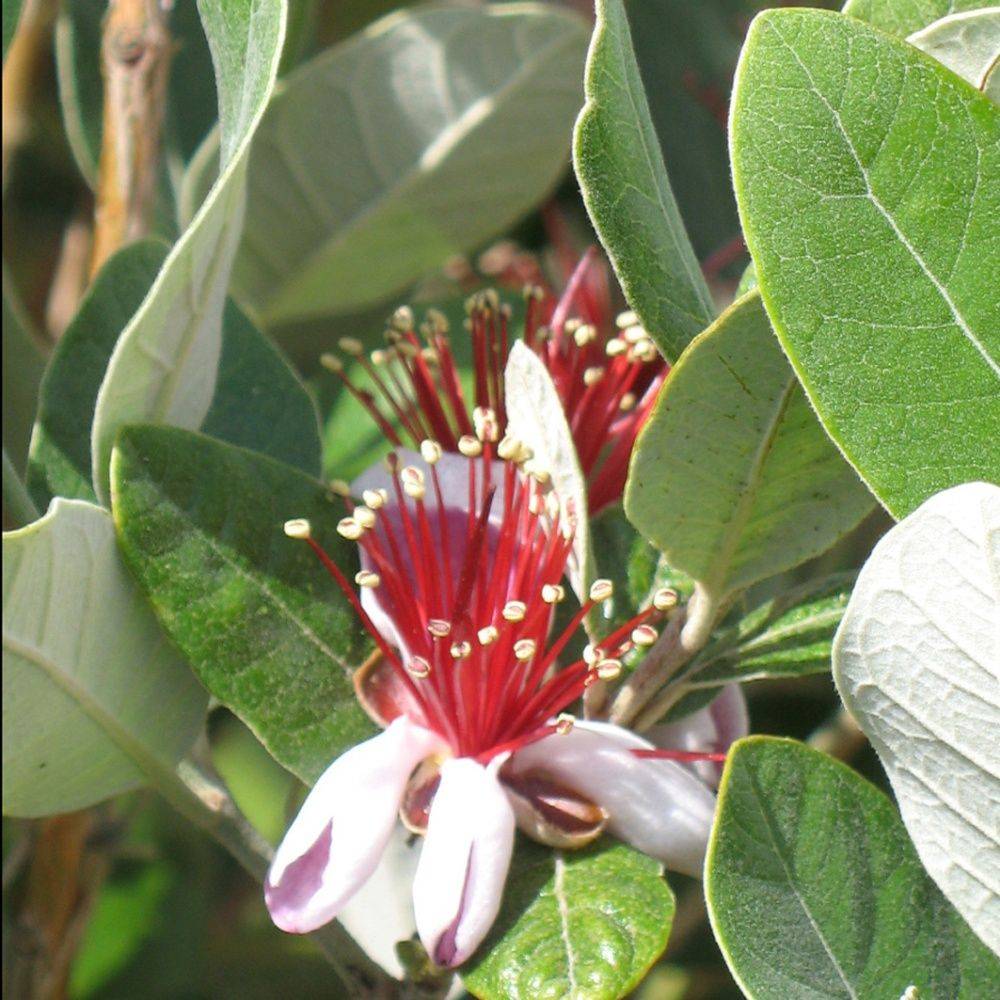 Goyavier du Brésil - Feijoa sellowiana - Image 6