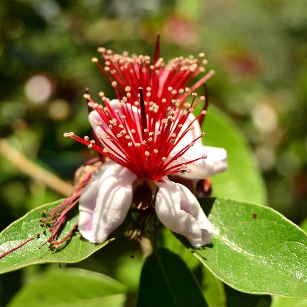 Goyavier du Brésil - Feijoa sellowiana - Image 2