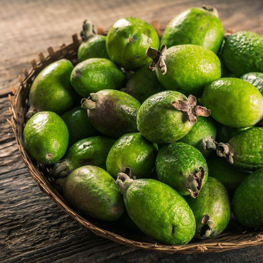Goyavier du Brésil - Feijoa sellowiana - Image 4