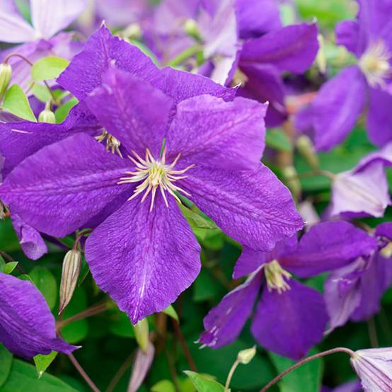 Clématite 'Jackmanii'