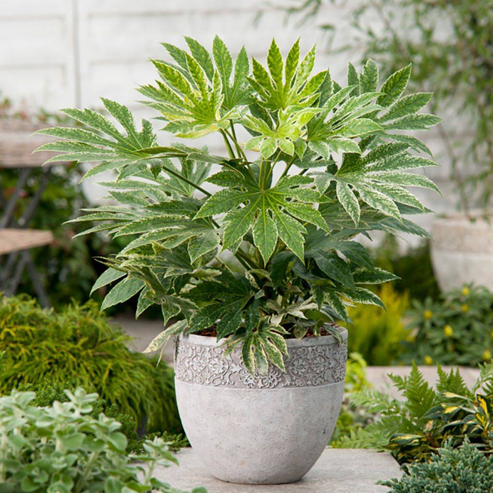 FATSIA japonica 'Spider's Web' hauteur de 40 à 50 cm en pot de 4 litres rond carré - Image 1