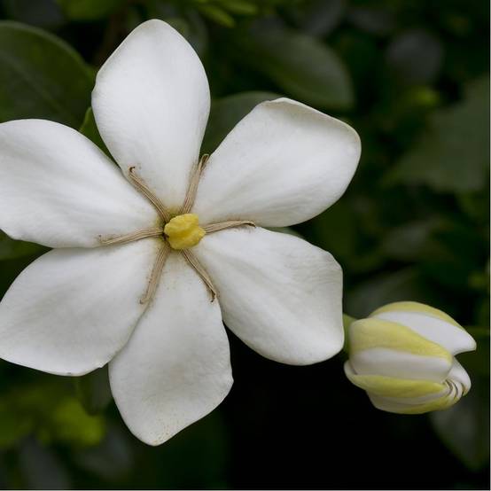 Gardenia d'extérieur 'Kleim's Hardy' - Image 2