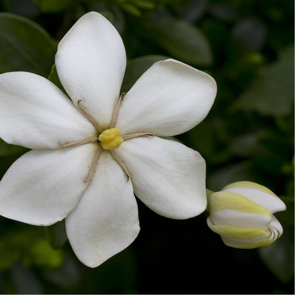 Gardenia d'extérieur 'Kleim's Hardy' - Image 2