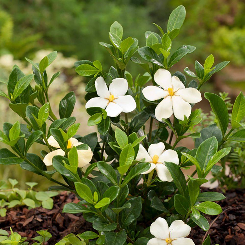 Gardenia d'extérieur 'Kleim's Hardy' - Image 3