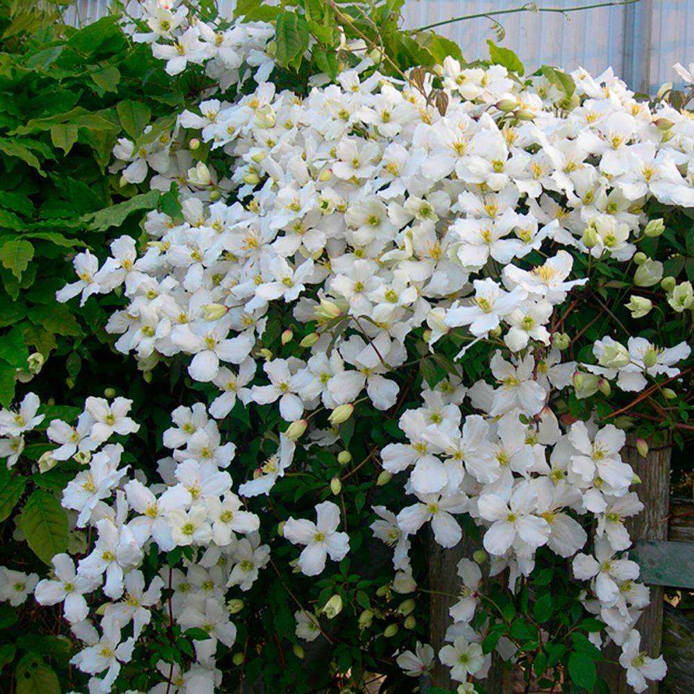 Clématite montana 'Spooneri' - Clematis