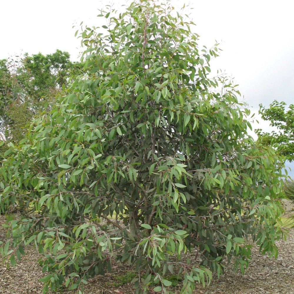 Eucalyptus niphophilla