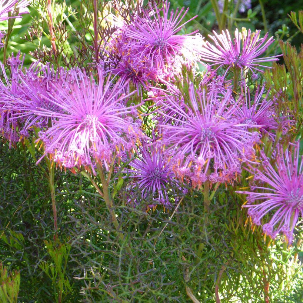 Isopogon