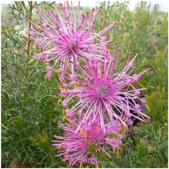Isopogon - Image 2