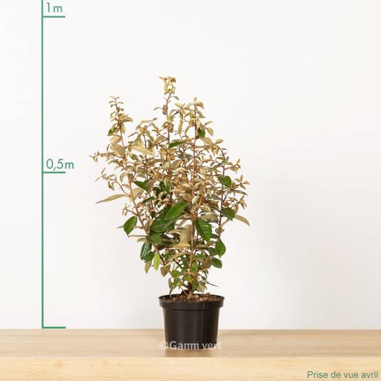 Elaeagnus ebbingei - Image 3