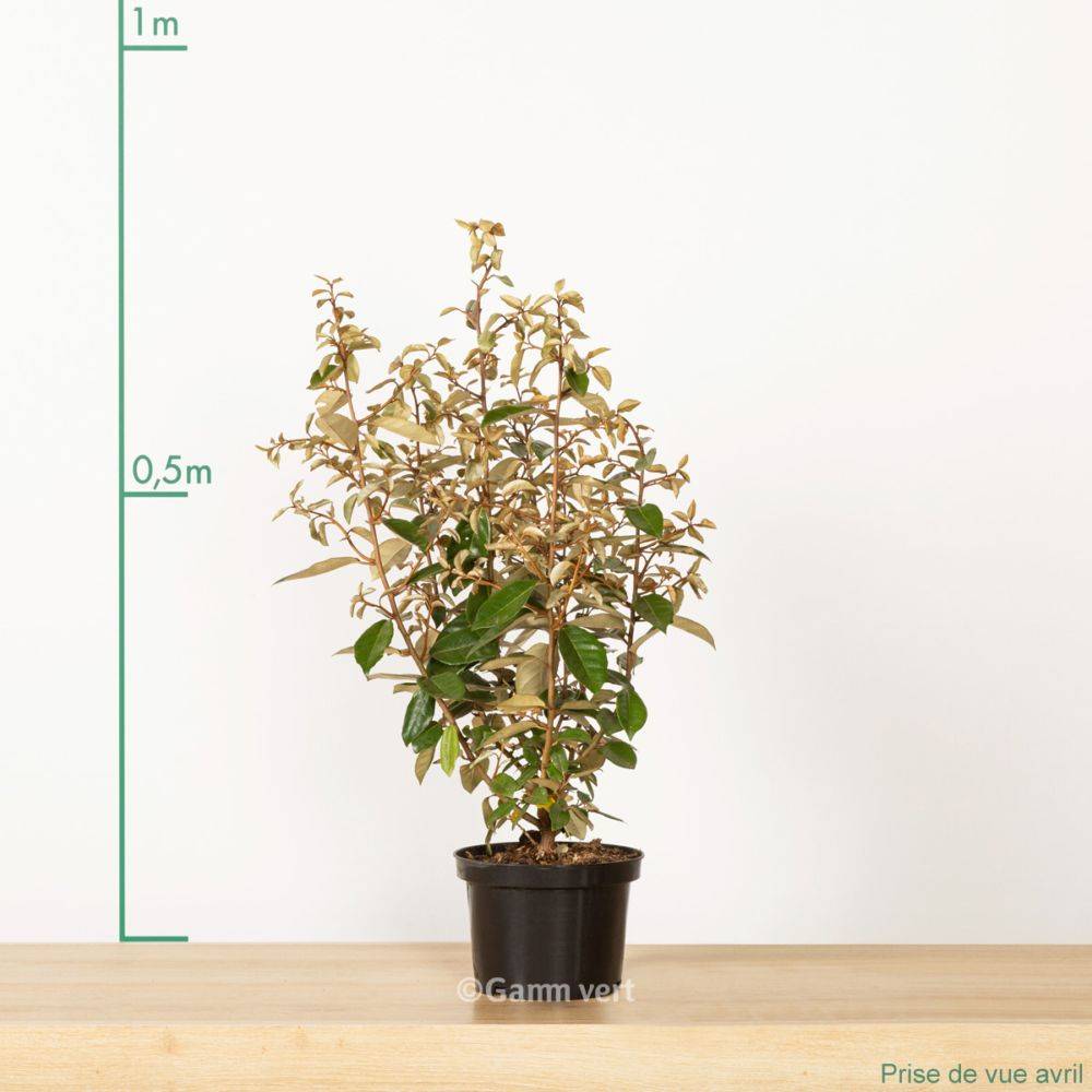 Elaeagnus ebbingei - Image 3
