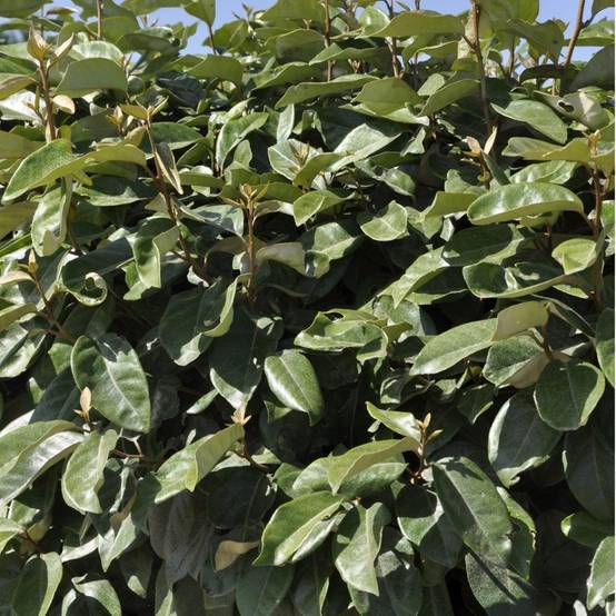 Elaeagnus ebbingei - Image 1