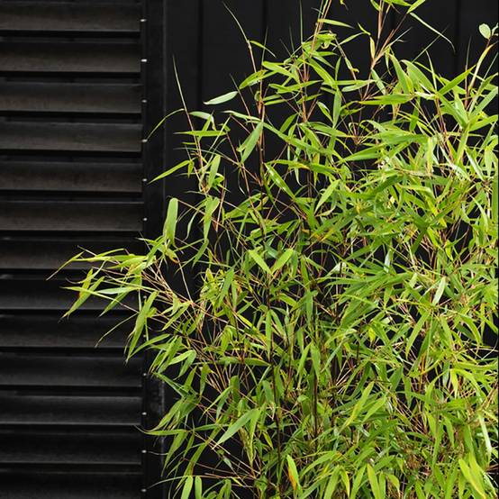 Bambou non traçant : Fargesia 'Asian Wonder' - Image 3