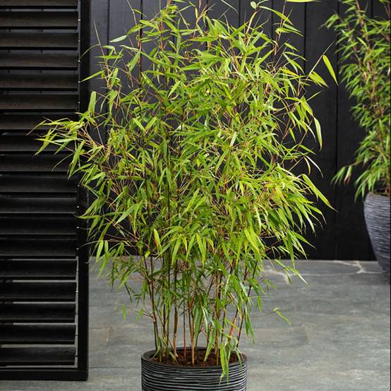 Bambou non traçant : Fargesia 'Asian Wonder' - Image 4