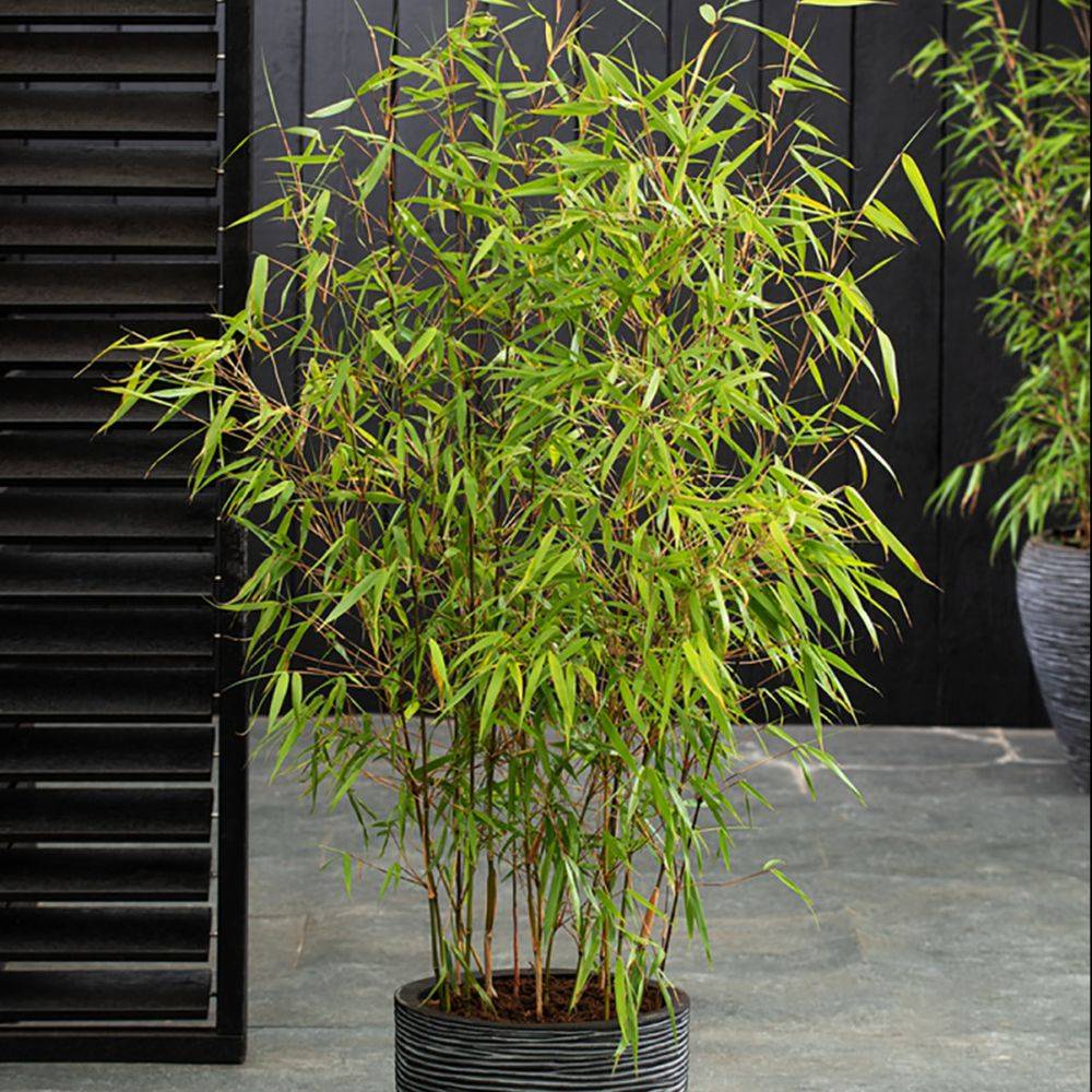 Bambou non traçant : Fargesia 'Asian Wonder' - Image 4