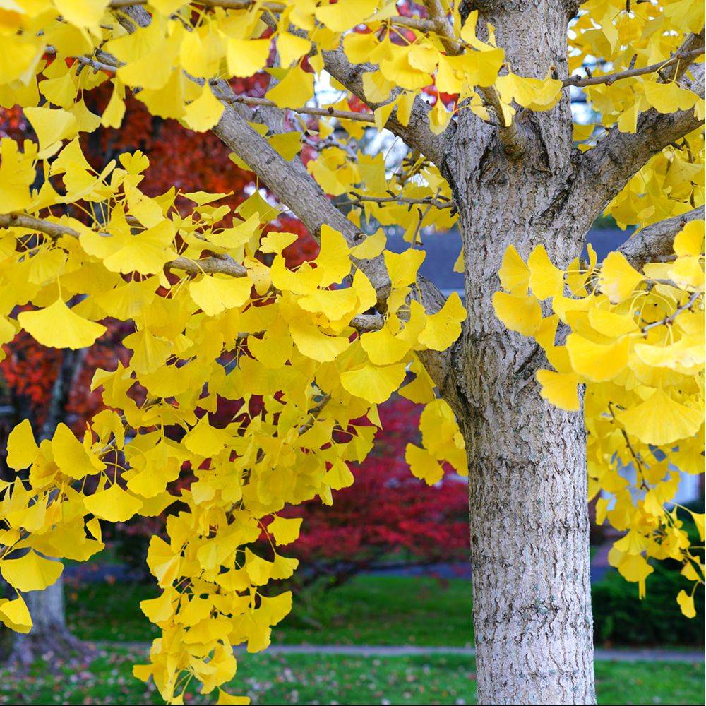 Ginkgo biloba