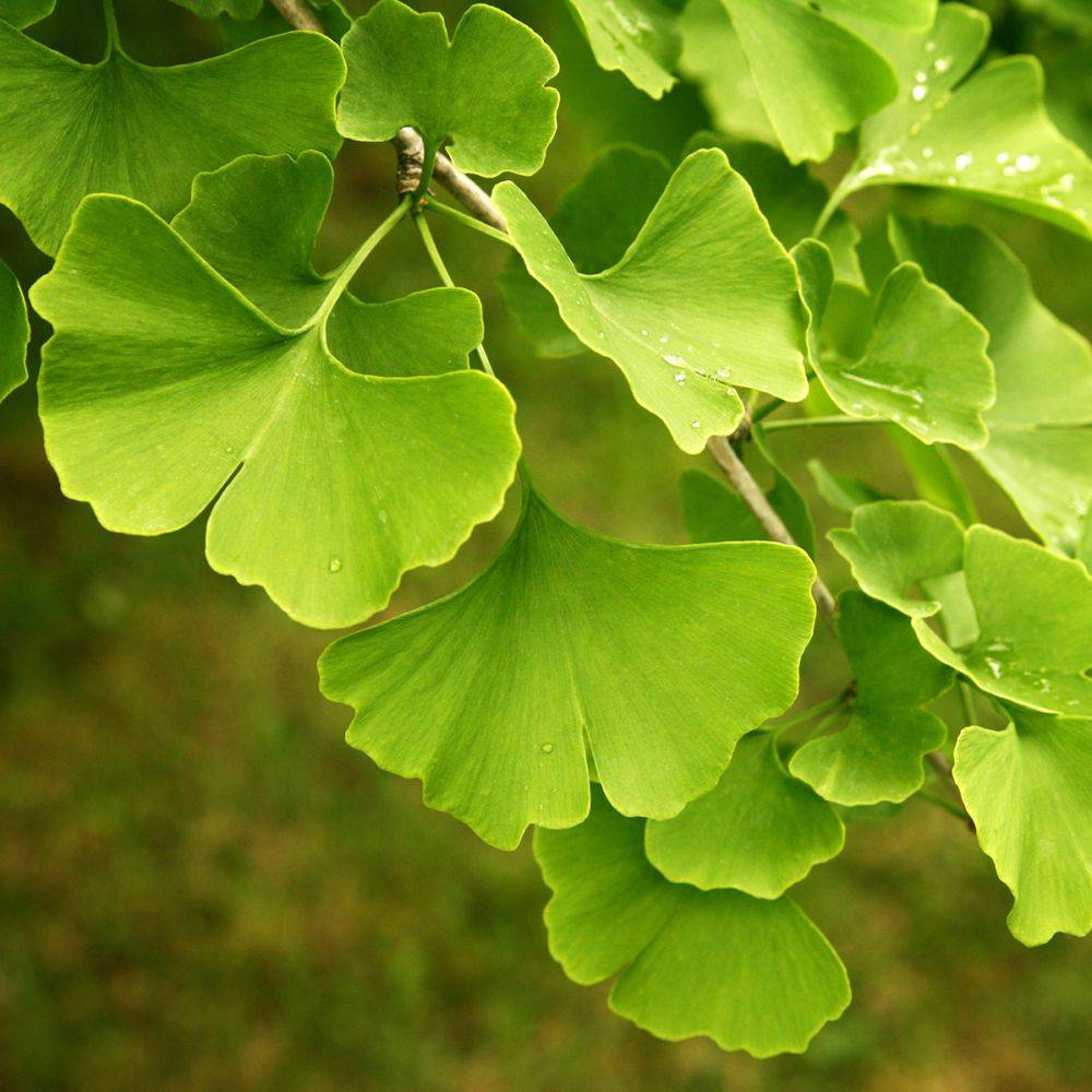 Ginkgo biloba - Image 3