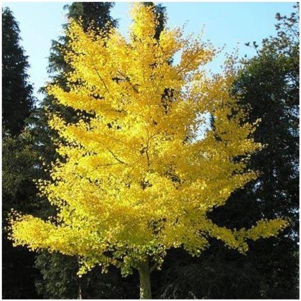 Ginkgo biloba - Image 6