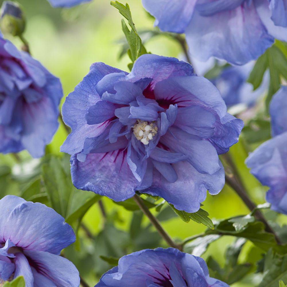 Hibiscus syriacus 'Blue chiffon' - Image 2