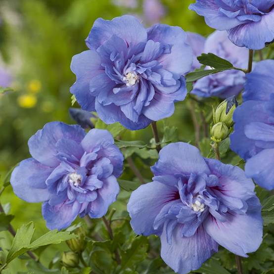 Hibiscus syriacus 'Blue chiffon' - Image 3