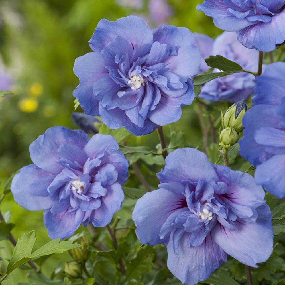 Hibiscus syriacus 'Blue chiffon' - Image 3
