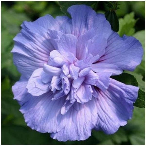 Hibiscus syriacus 'Blue chiffon' - Image 6